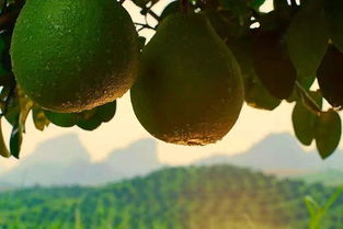 今年，我們成了新農人 丹霞謝柚開啟農業品牌進化新篇章