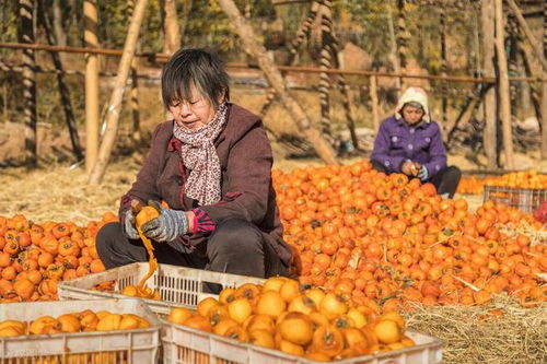 云認(rèn)養(yǎng) 開啟農(nóng)副產(chǎn)品營(yíng)銷新紀(jì)元，以透明種植筑牢食品安全防線