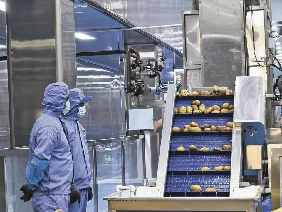 樂都東西部協(xié)作結(jié)碩果 現(xiàn)代化薯?xiàng)l工廠投產(chǎn)，助力農(nóng)副產(chǎn)品銷售升級(jí)