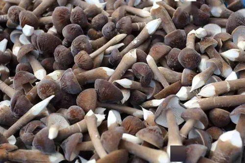 江蘇泗陽(yáng)現(xiàn)代農(nóng)業(yè)產(chǎn)業(yè)園 繪就生態(tài)高效特色現(xiàn)代農(nóng)副產(chǎn)品銷售新圖景