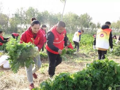 希望的田野 青春助力脫貧攻堅(jiān)，志愿服務(wù)與食品銷售的雙贏之路